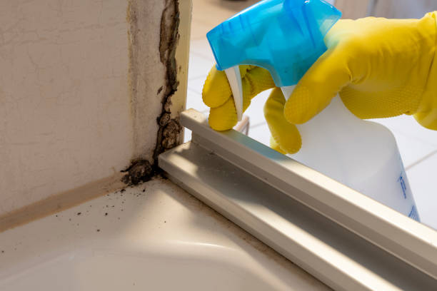 Best Mold Damage Repair  in Waimalu, HI