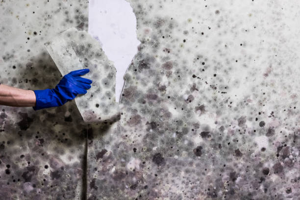 Best Toxic Mold Removal  in Waimalu, HI