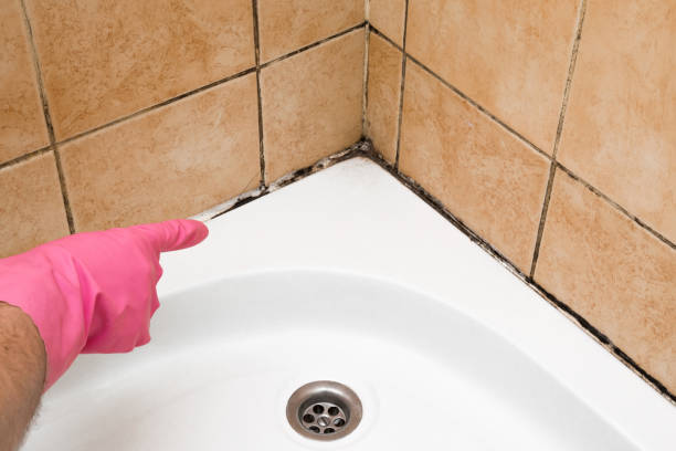 Best Office Mold Removal Services  in Waimalu, HI